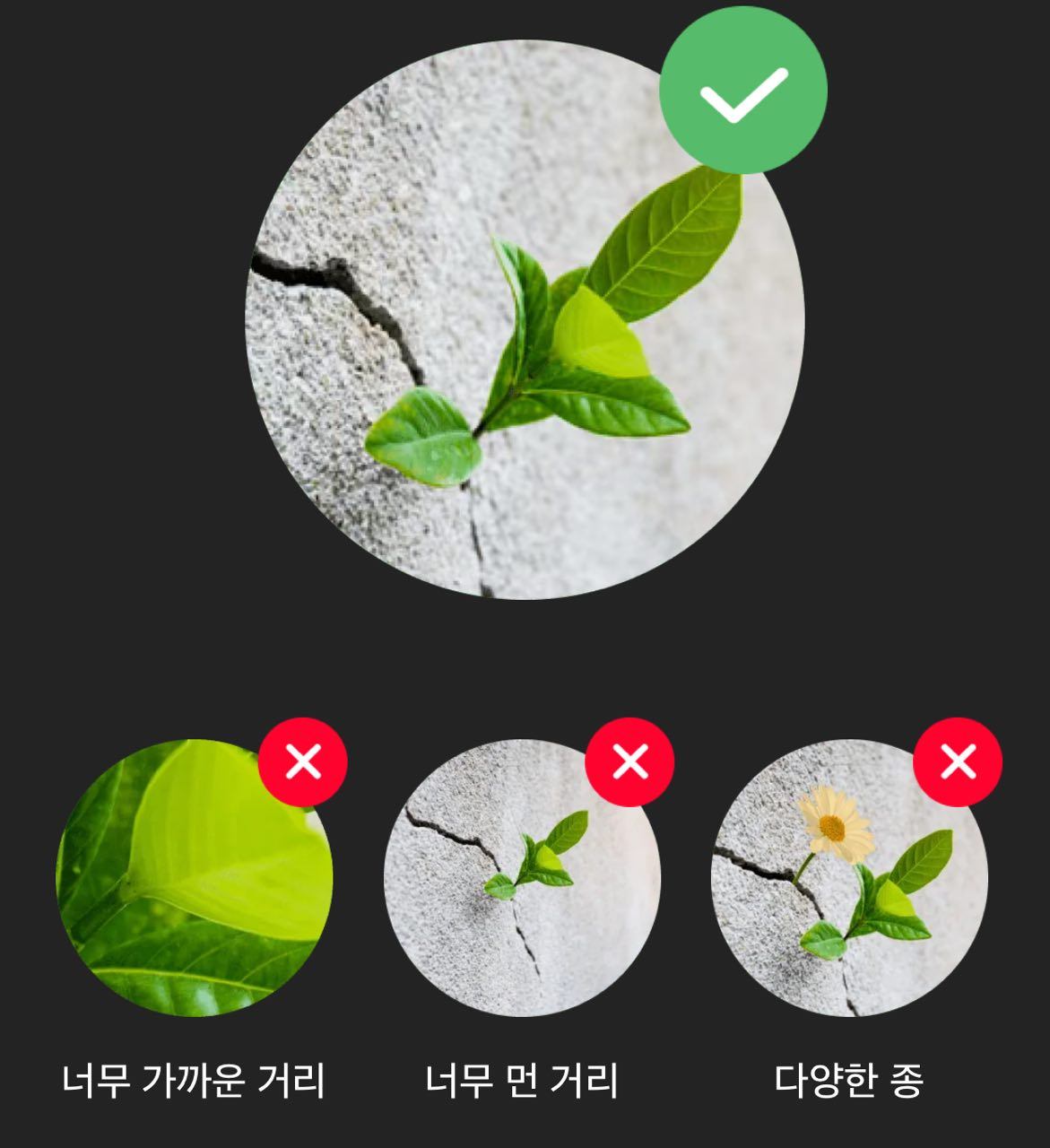 꽃검색을 잘 하기 위한 촬영 팁 팁 !!