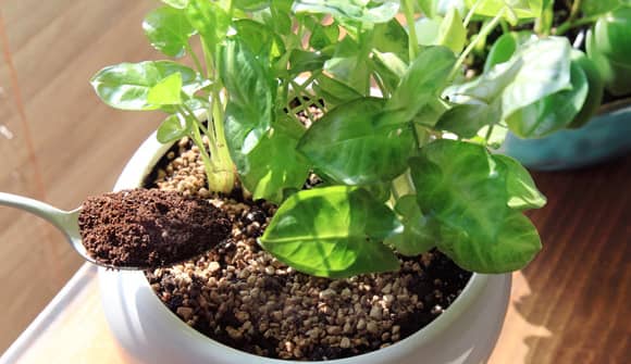 벌레퇴치하기 커피가루로