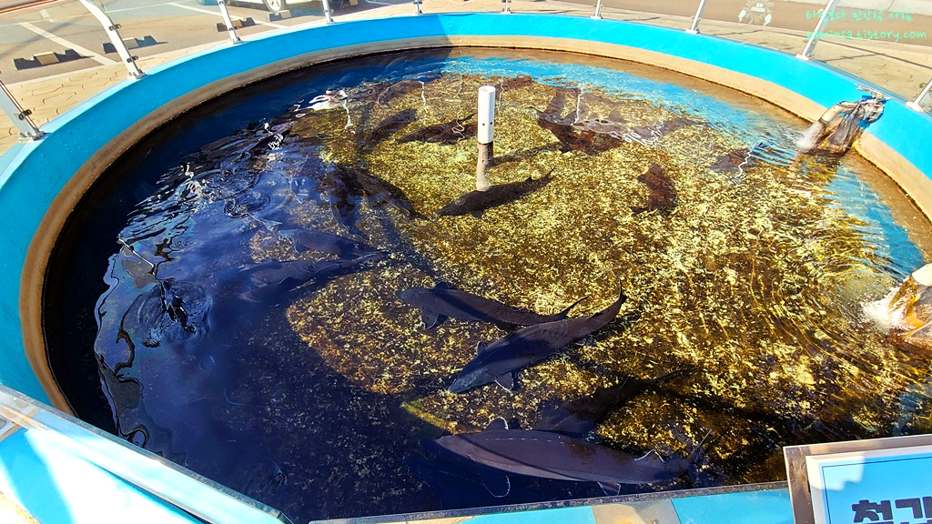 삼척-민물고기전시관-실외전시