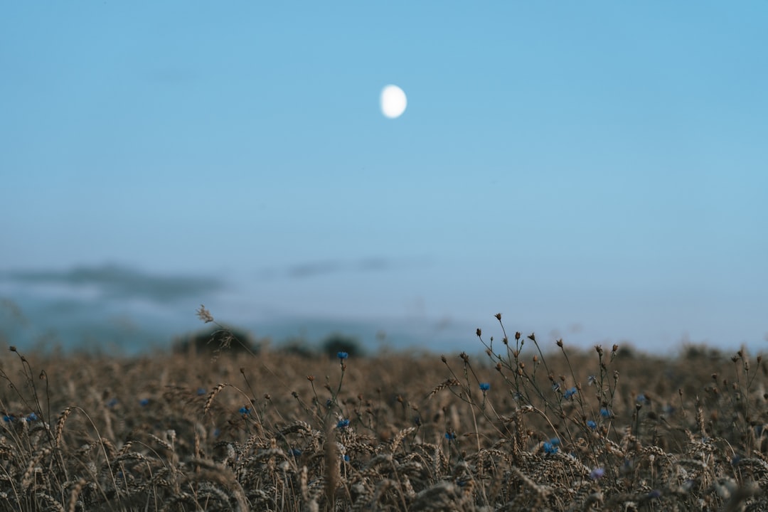 Harvest Moon