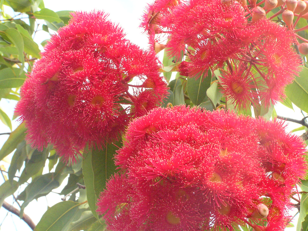 유칼립투스 (Eucalyptus)