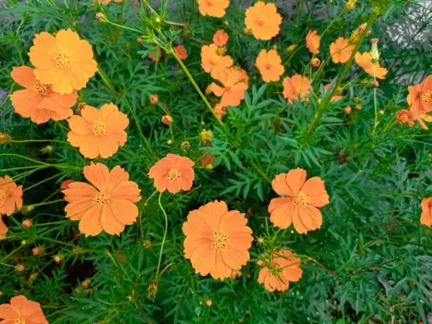 단양 도담정원 황화 코스모스