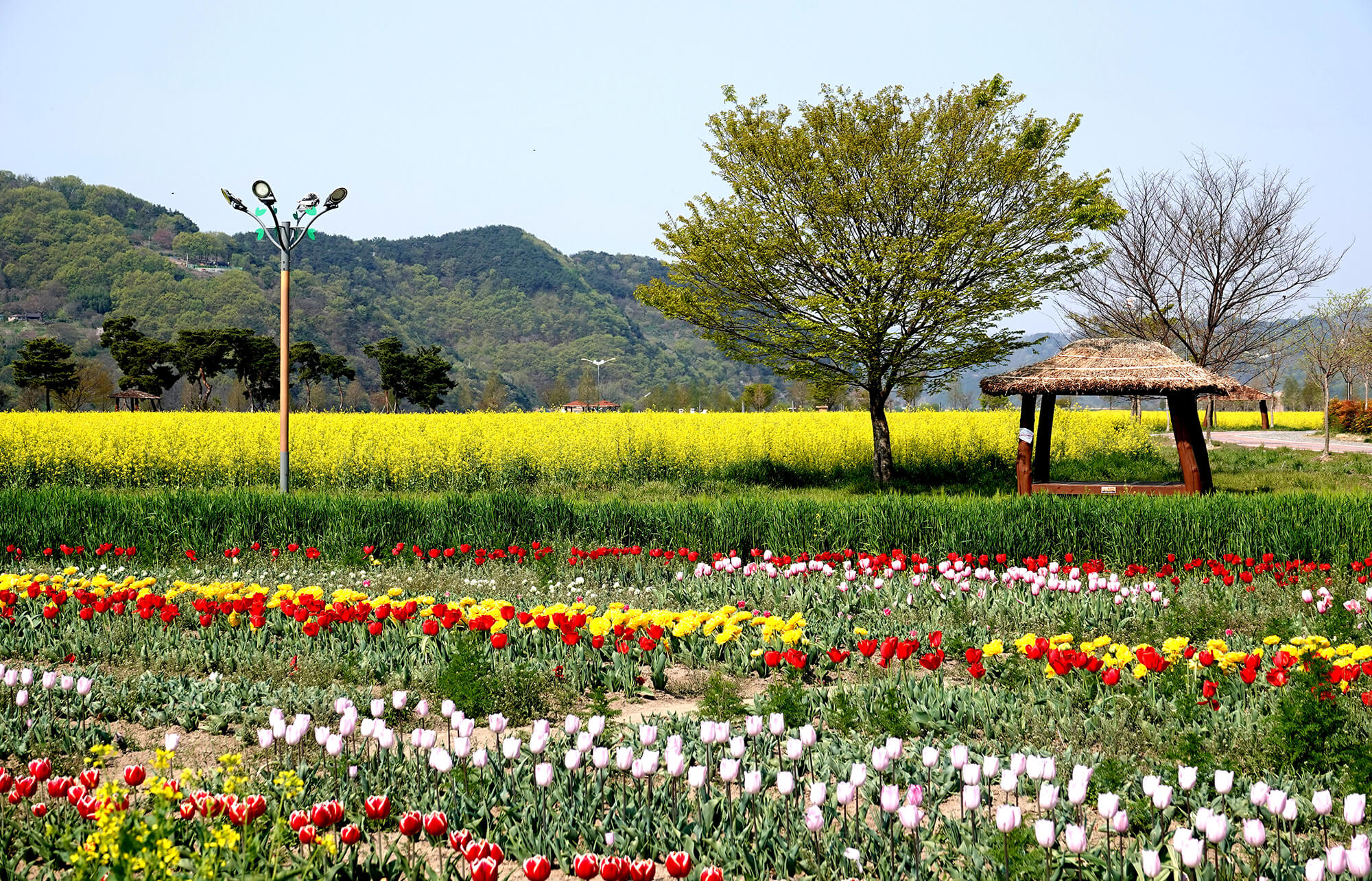 창녕 낙동강 유채꽃 축제 