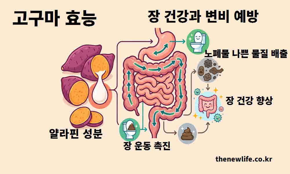 고구마 효능 장 건강 변비 예방