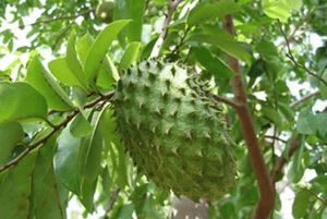 그라비올라 효능07