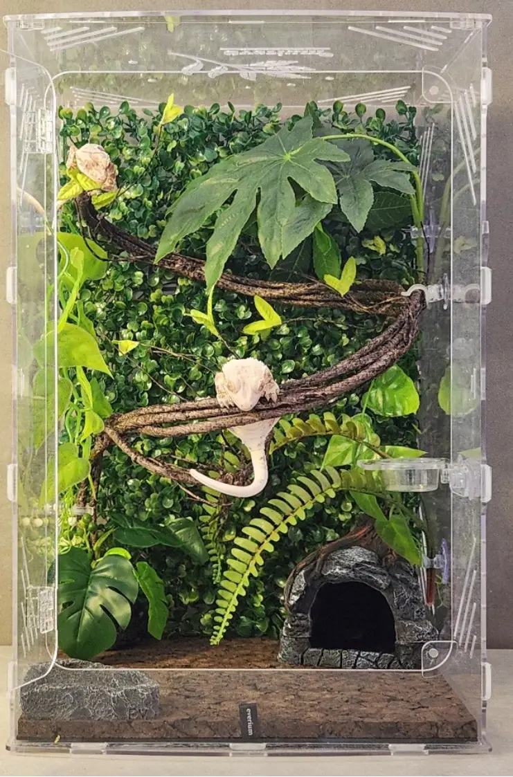 도마뱀 키우기 크래스티드 개코 