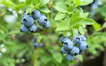 블루베리 가격 및 효능&amp;#44; 영양성분