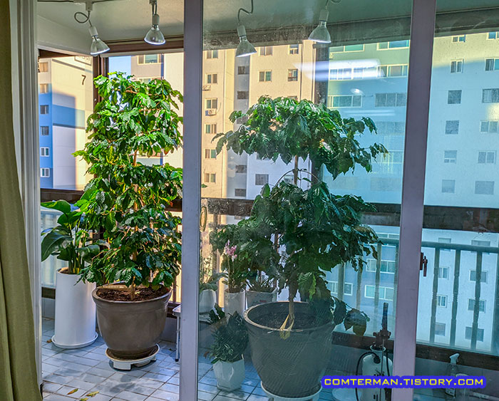 베란다 커피나무