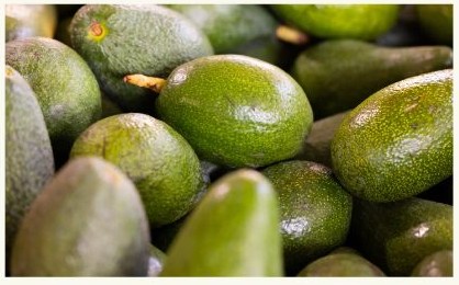 아보카도 효능 부작용