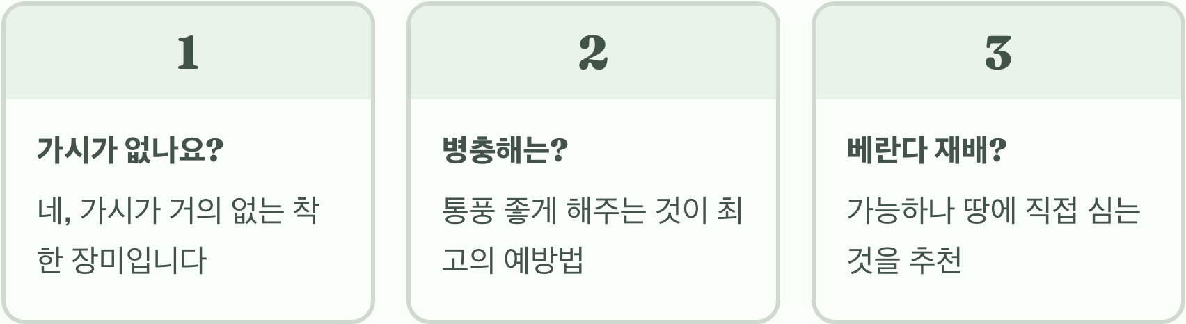 목향장미 가지치기, 잘못 자르면 내년에 꽃 한 송이도 못 봅니다!