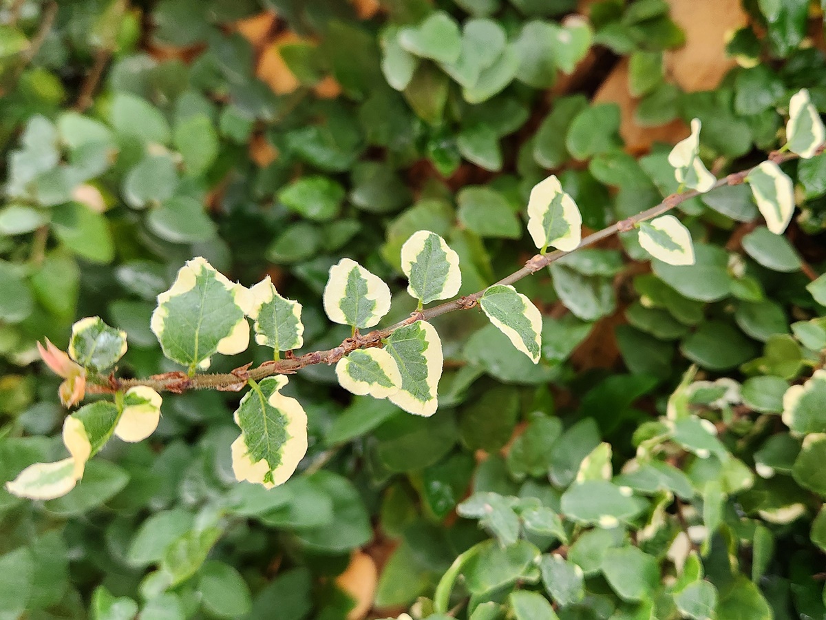 무늬모람(무늬푸미라)