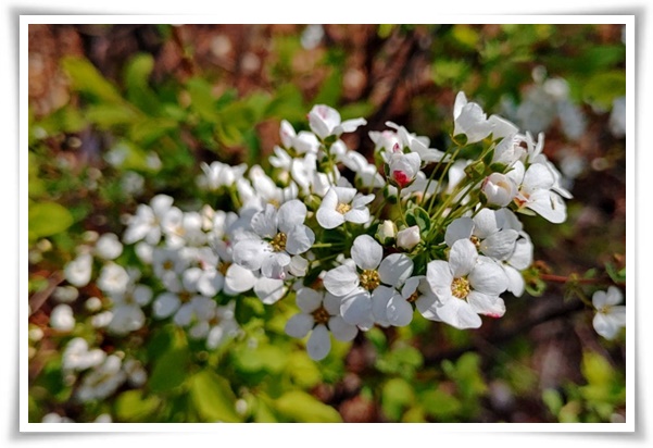 &quot;설유화&quot; 눈꽃보다 아름다운 꽃, 봄을 깨우는 순백의 기적!