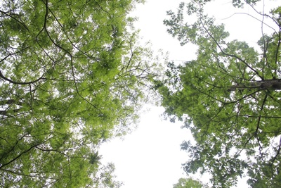 숲해설가 자격증