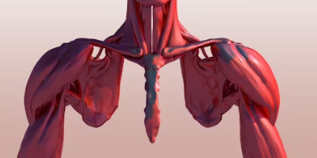 어깨 근육의 구조와 기능