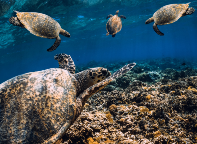 바다거북 스프 문제 모음