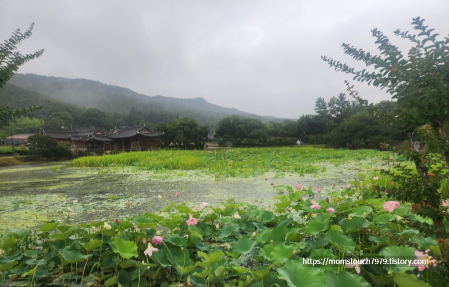 경주 서출지 연꽃 풍경
