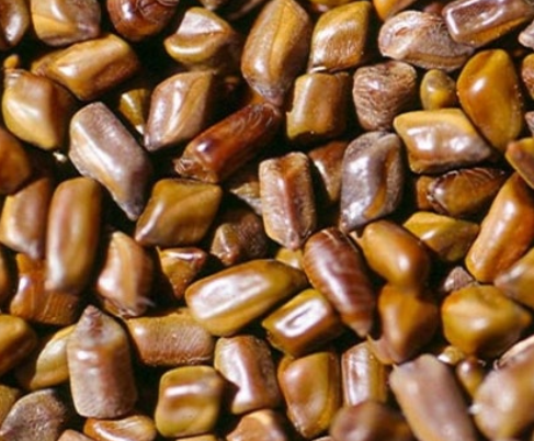 결명자차 만드는 법과 보관 팁