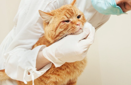 고양이와 수의사.