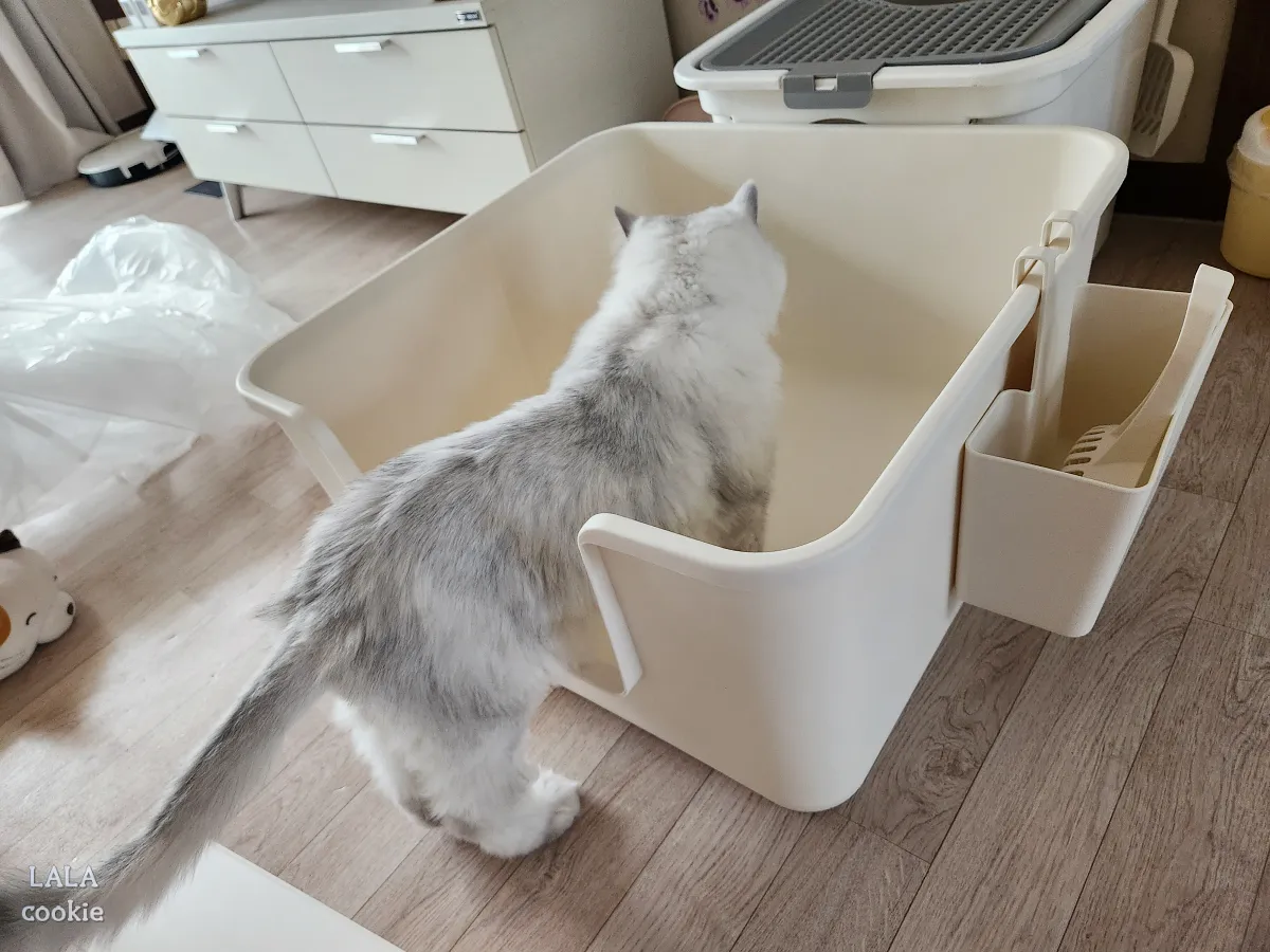 고양이-화장실-특대형-추천-무이-화장실-고양이가-구경하는-모습