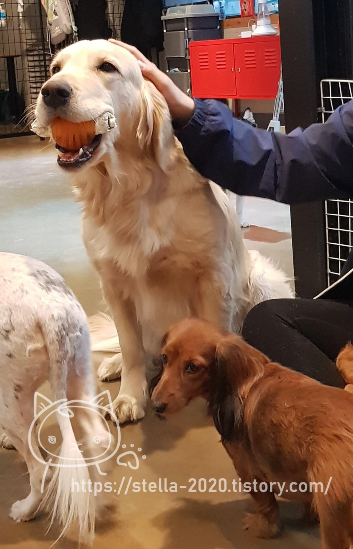 잠실, 잠실새내 애견카페 "도그존_Dog Zone" + 캣존 잠실, 잠실새내 애견카페 "도그존_Dog Zone" + 캣존