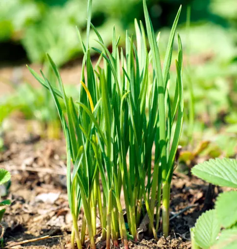 부추 효능과 영양성분&amp;#44; 부작용