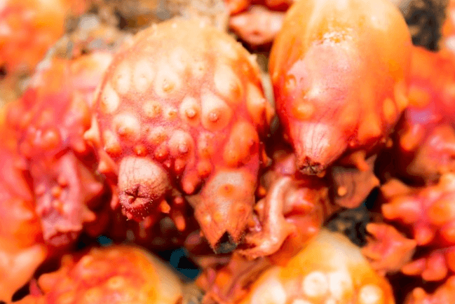 멍게 제철 손질법