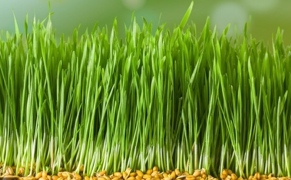 새싹보리 효능2