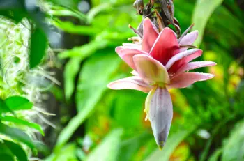 바나나 효능 및 영양소, 부작용