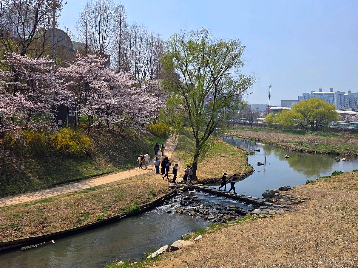 인천 벚꽃 명소 굴포천: 청리단길 꼭 가봐야 할 사계절 감성 산책로