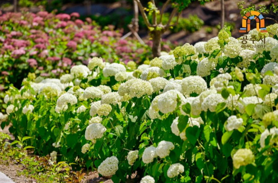 국내여행 6월 가볼만한 곳 수국, 라벤더 꽃 축제일정
