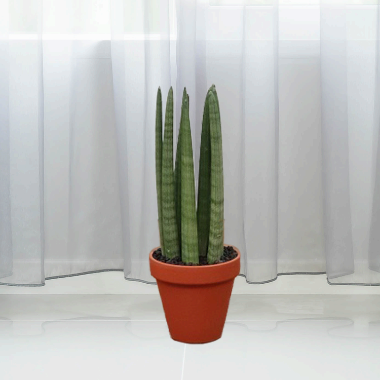 초보자도 성공할 수 있는 관리 쉬운 희귀 식물