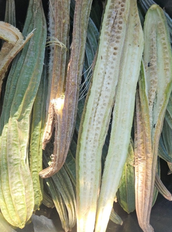 한국기행-수세미-마동이농원