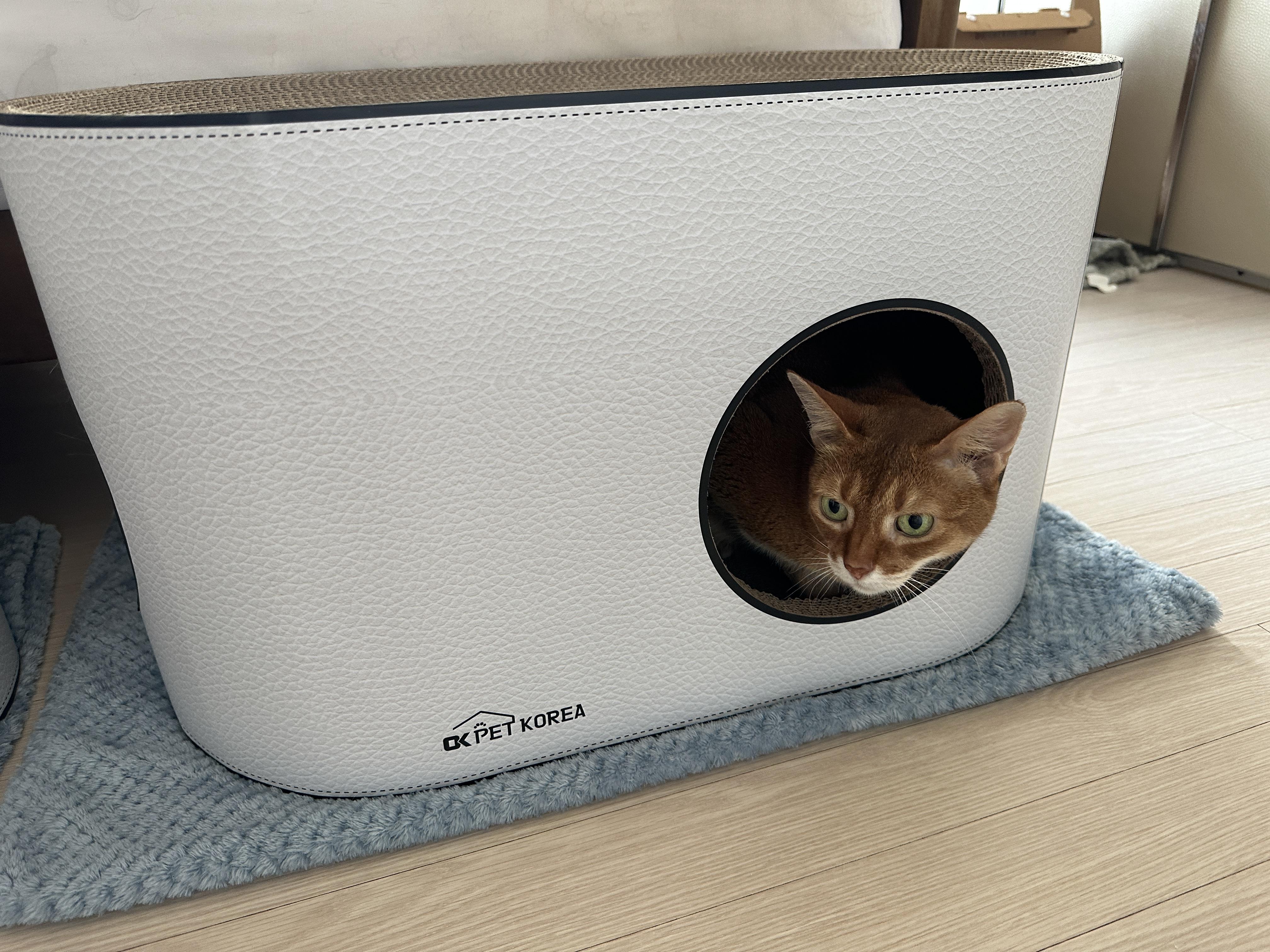 입구가_두개인_하우스형_스크래쳐에_들어가_있는_루나