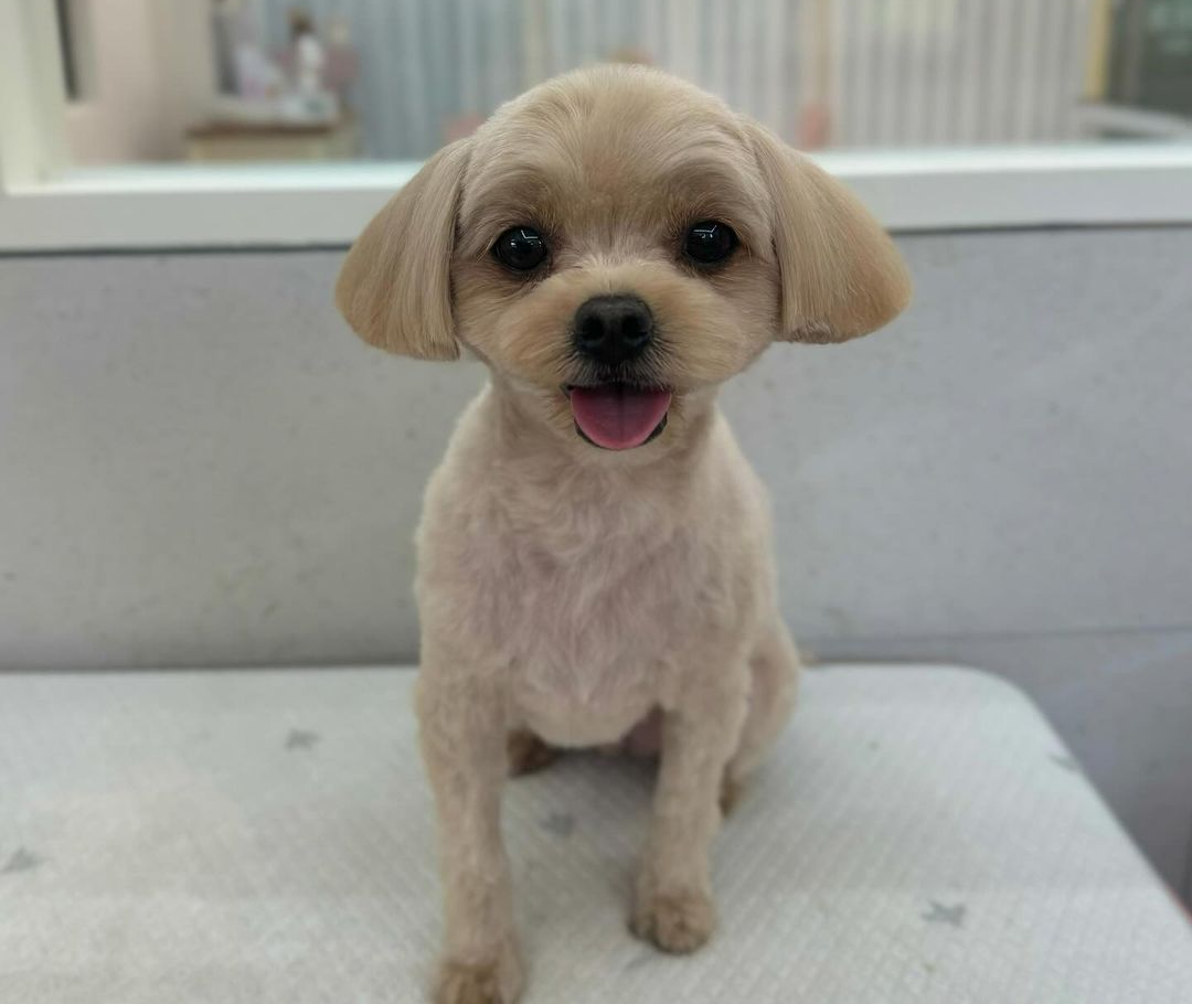 강아지목욕방법
강아지목욕시키는방법
강아지셀프목욕
