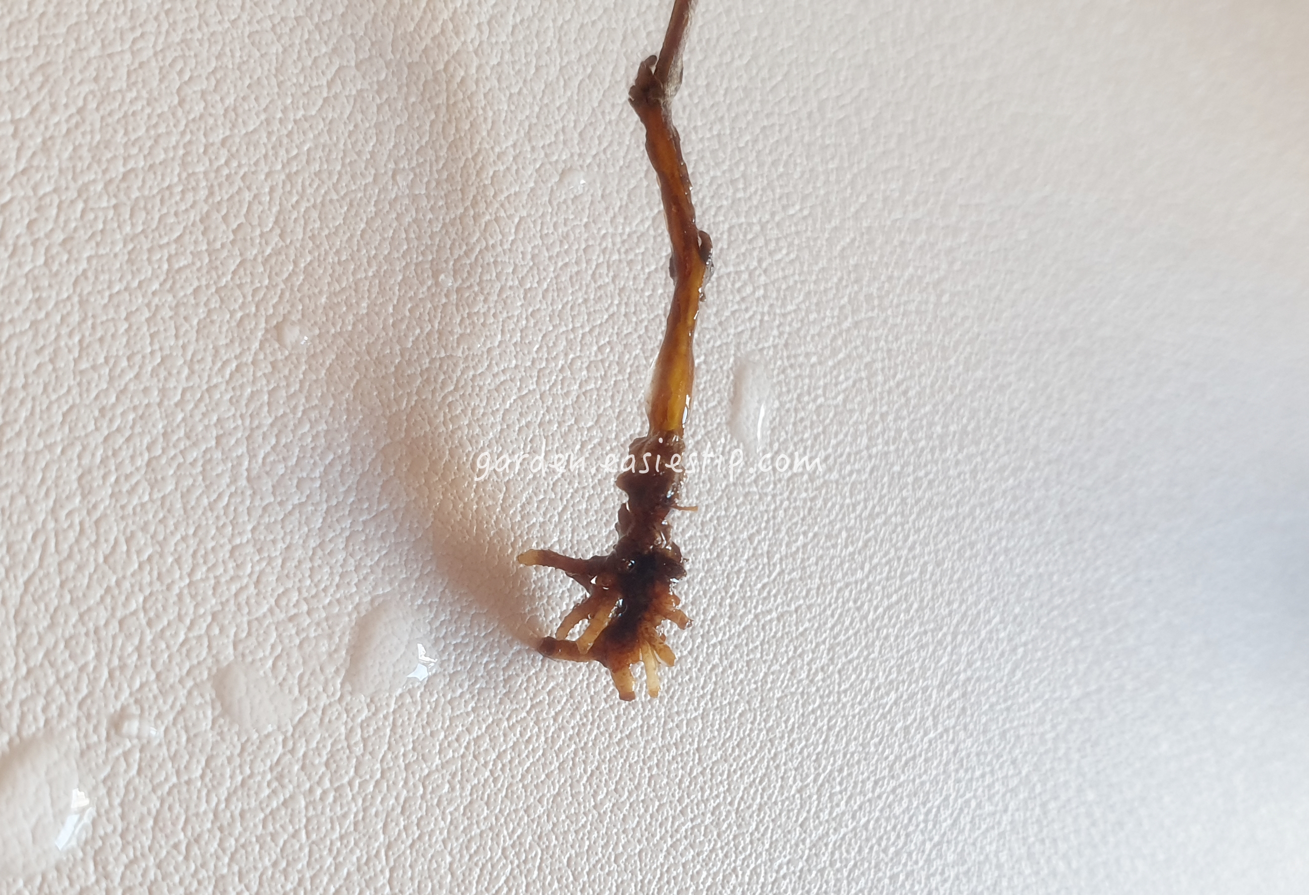 소포라 뿌리