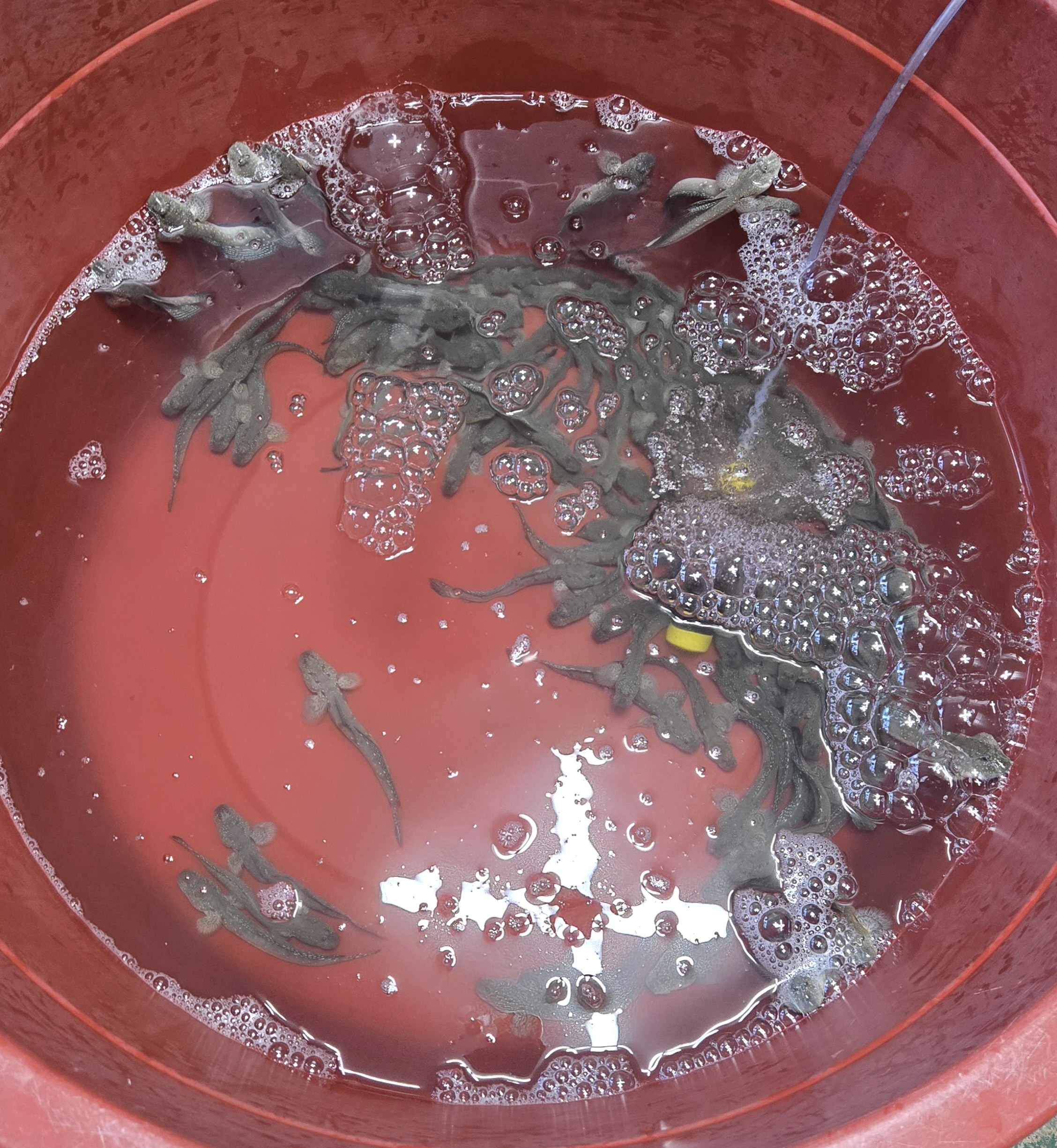 남도 여름철 보양식 재료, 짱뚱어