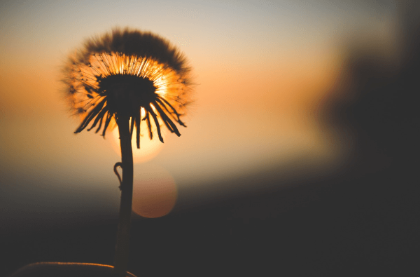 노폐물 배출에 좋은 차, 민들레