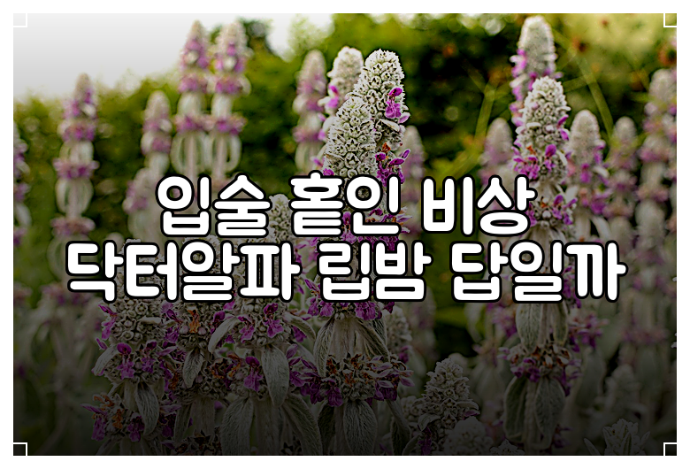 입술 홑인 비상 닥터알파 립밤 답일까