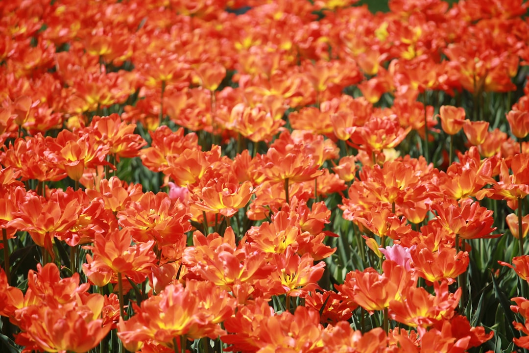 Flower Festival