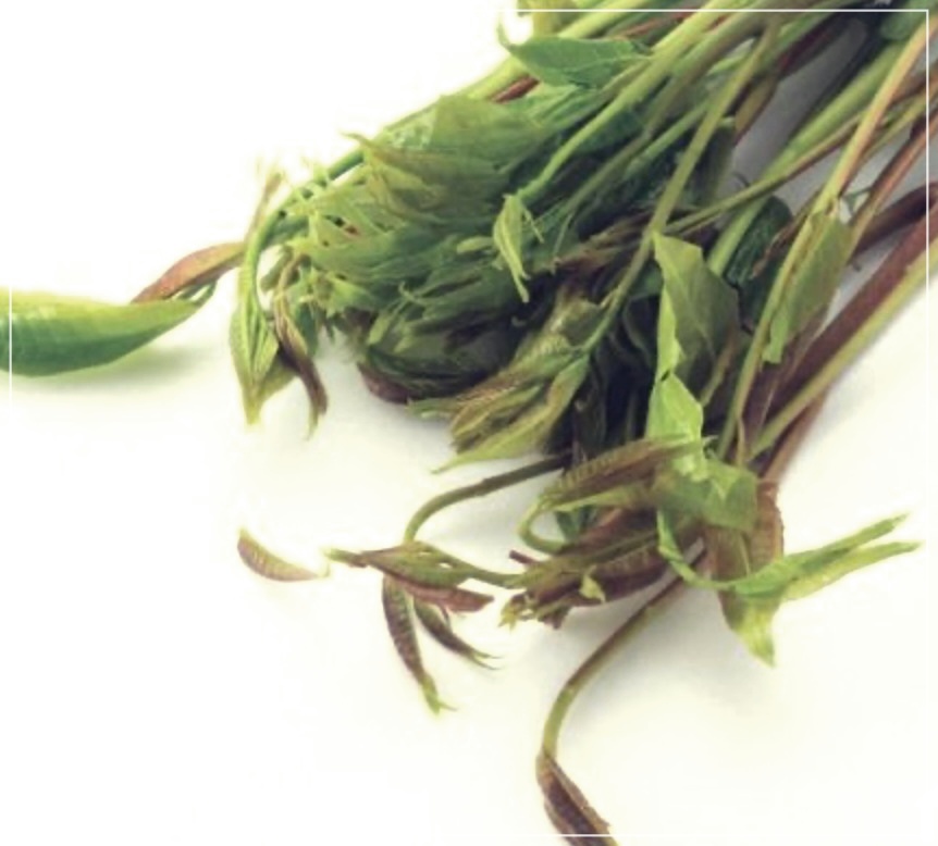 가죽나물 효능 3가지를 바로 알아보자