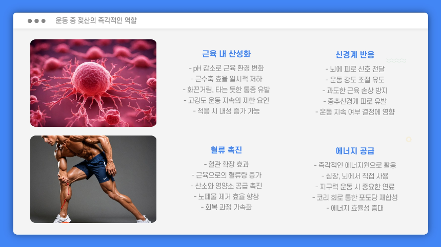 젖산, 피로의 적인가 운동 효과를 바꾸는 비밀의 열쇠!