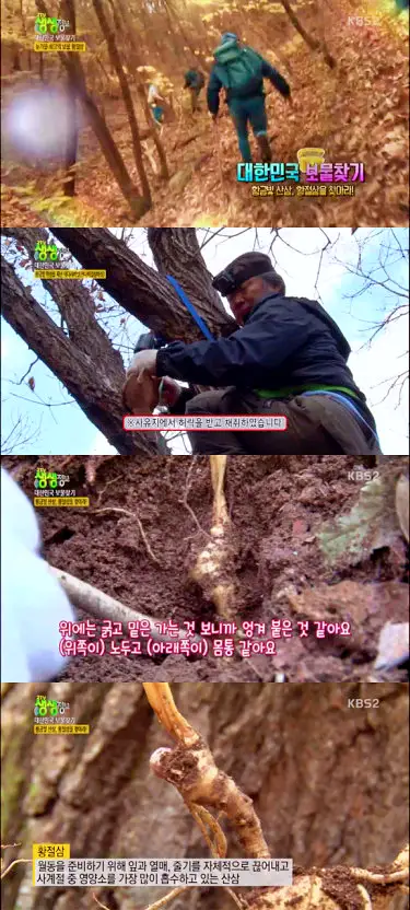 대물을 찾는 사람들 산속의 숨은 황금 황절삼 전국 택배 주문 온라인 판매 추천