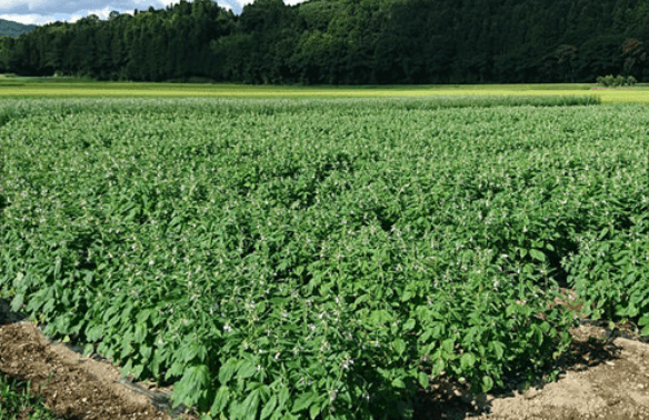 참깨 심는시기 파종시기 수확시기 및 재배법 알아보기