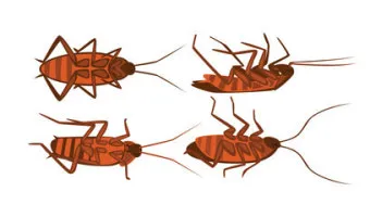 바퀴벌레 퇴치 붕산과 계란노른자 유인제 틈새 차단_5
