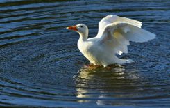 레임덕 뜻과 유래&amp;#44; 예시 총정리