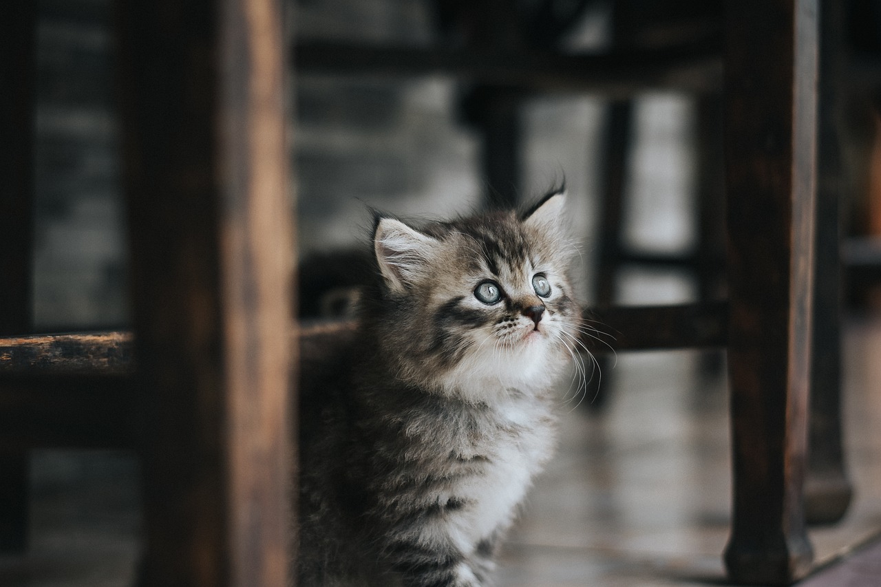 귀여운 고양이 사진