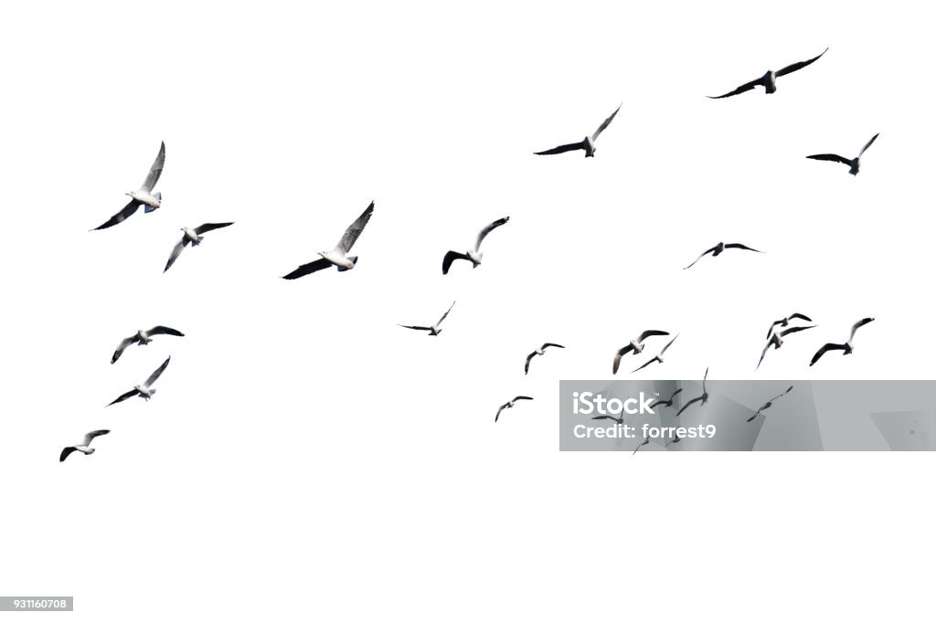 바누아투 산림철새 – 화산섬 환경에 적응한 희귀조류의 생존 전략