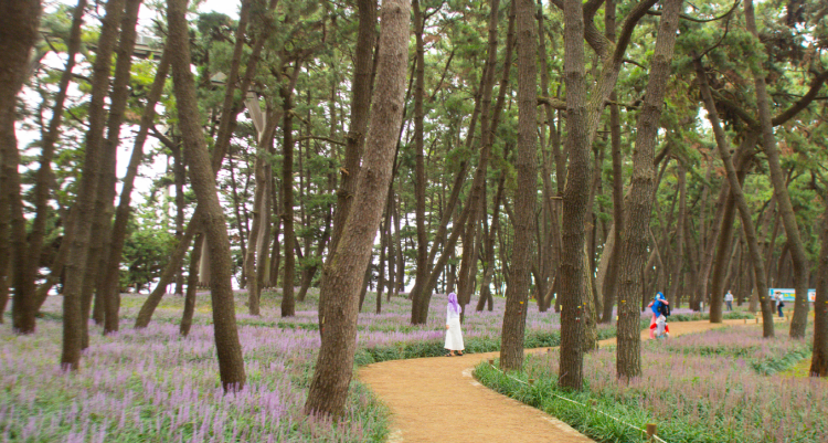 장항송림산림욕장 장항스카이워크