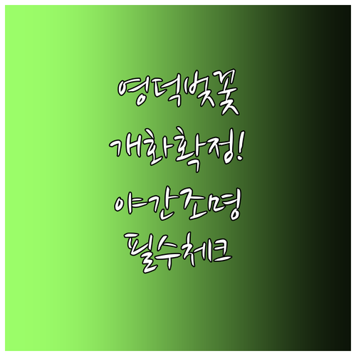 영덕 벚꽃 개화일 전망 및 야간 조명..