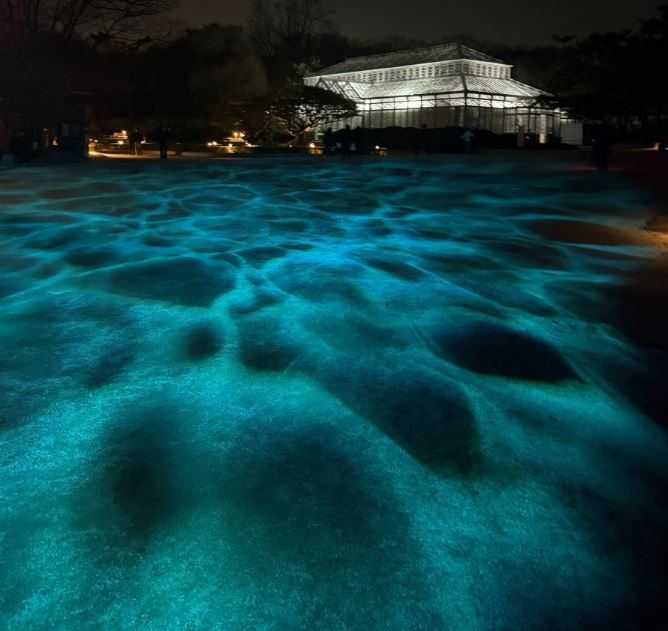 창경궁 물빛연화 관람 꿀팁(입장료,관람시간,추천코스)